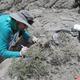 Digging for fossilized dino poop: CU Boulder associate professor Karen Chin at work. (Image: University of Colorado)